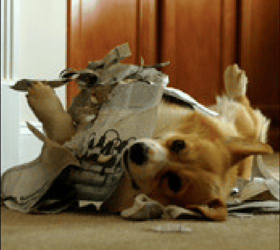 What We Do images for Animals WP Theme Training Programs