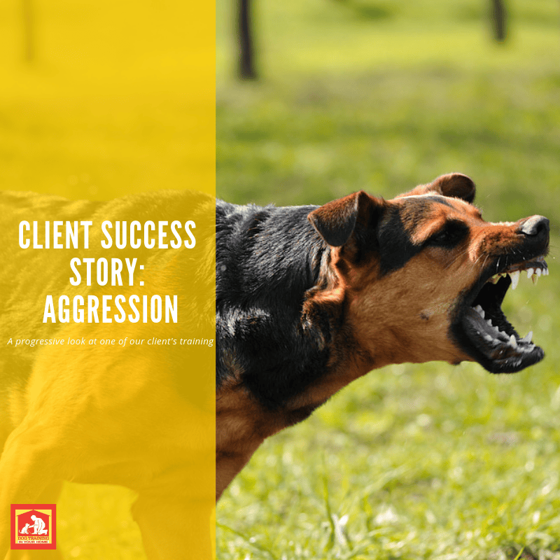 Dog Aggression Success Story