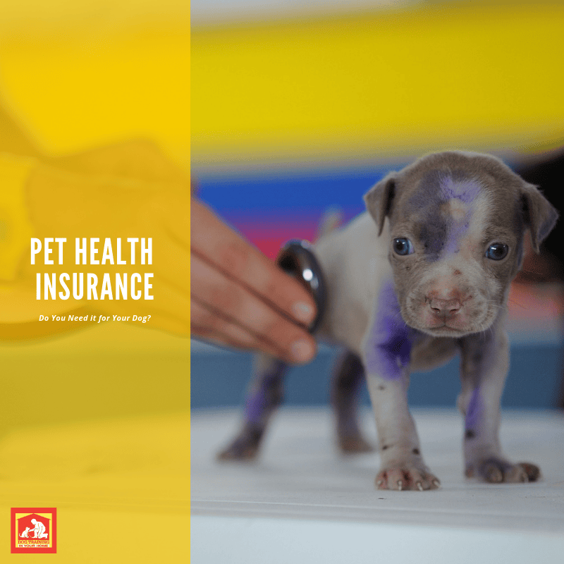 Do You Need Pet Health Insurance? This list can help you decide. | Dog Training In Your Home Myrtle Beach
