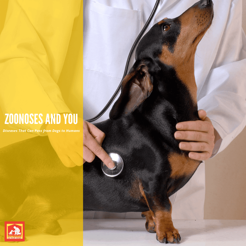 This post lists some diseases that can pas from dogs to humans (Zoonosis). It's rare, but can happen; so we thought you might want to know potential threats. | Dog Training In Your Home Myrtle Beach