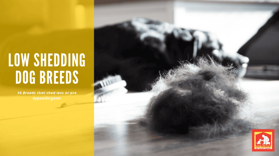 Low Shedding Dog Breeds | Dog Training In Your Home Myrtle Beach