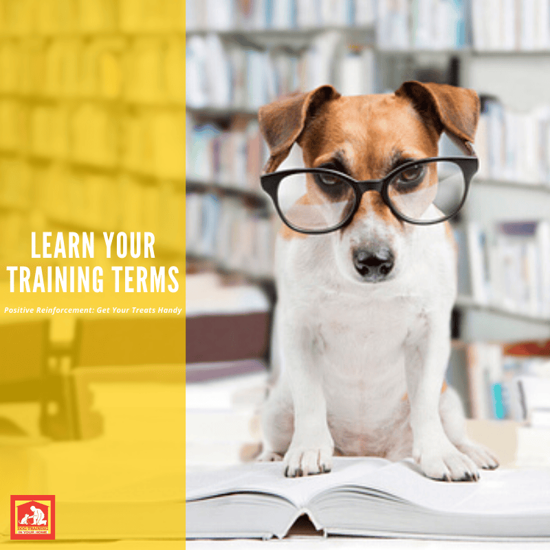 Let’s Learn Training Terms: Positive Reinforcement