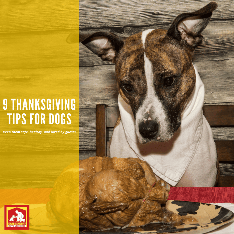 Thanksgiving Tips | Dog Training In Your Home Myrtle Beach