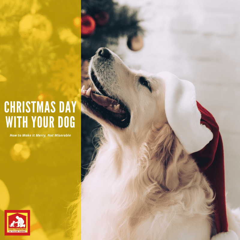 Christmas Day Tips | Dog Training In Your Home Myrtle Beach
