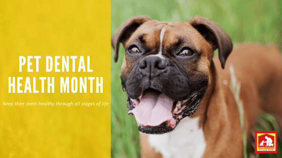 Pet Dental Health Month | Dog Training In Your Home Myrtle Beach