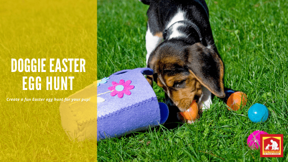 Want a fun way to engage your dog this Easter while your kids hunt for Easter eggs? Why not create a dog Easter egg hunt just for them? | Dog Training In Your Home Myrtle Beach