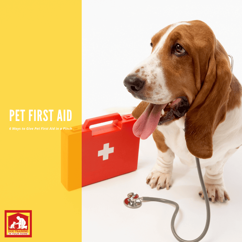 6 Ways to Give Pet First Aid Without an Emergency Kit Pet First Aid | Dog Training In Your Home Myrtle Beach