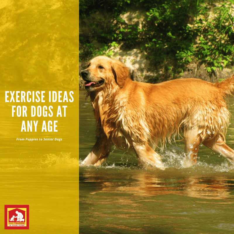 Keep Your Dog Active At Any Age