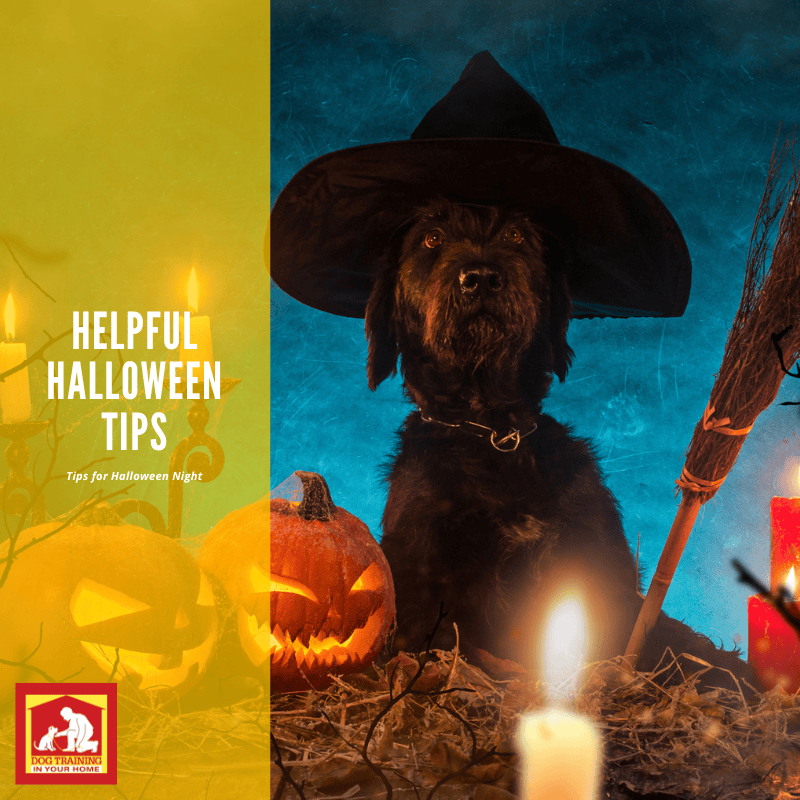 Helpful Tips for Your Dog on Halloween Night