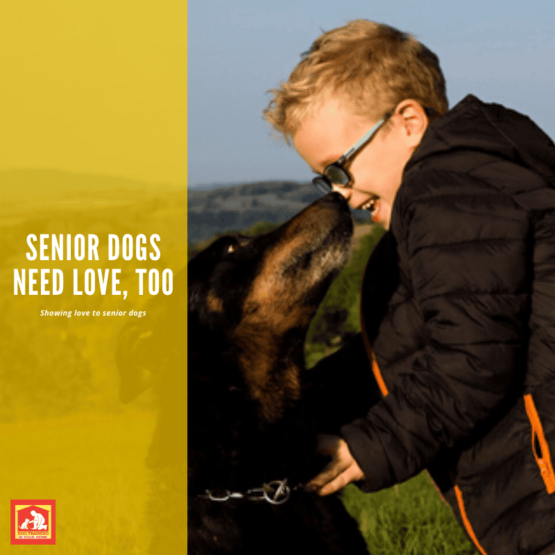 Senior Dogs | Dog Training In Your Home Myrtle Beach