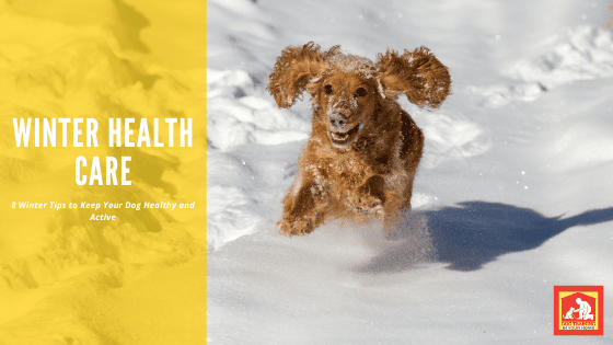 Winter Dog Health | Dog Training In Your Home Myrtle Beach