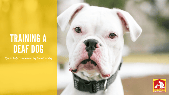 Training a Deaf Dog | Dog Training In Your Home Myrtle Beach