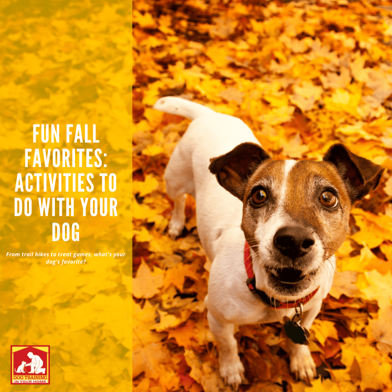 Fall Activities to Dog With Your Dog | Dog Training In Your Home Myrtle Beach