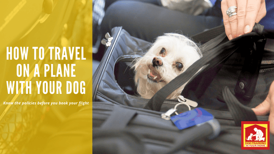 Travel on a Plane With Your Dog | Dog Training In Your Home Myrtle Beach