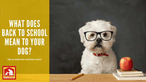 Back to School | Dog Training In Your Home Myrtle Beach
